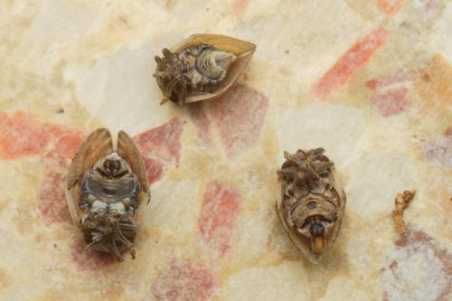 Réf. 226 511 : Hysteropterum dolichotum